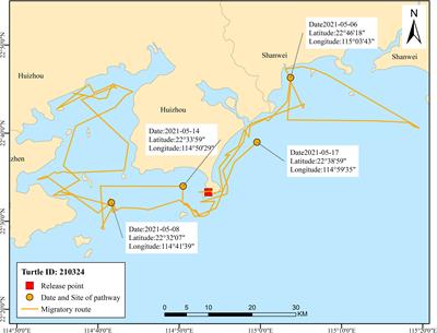 Migratory movements and foraging grounds of endangered green sea turtles in South China Sea based on satellite telemetry during fishing moratorium